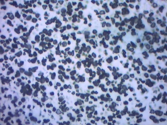 Raw microscope image